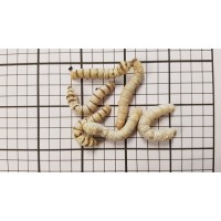 Medium Silkworms (Qty 25)